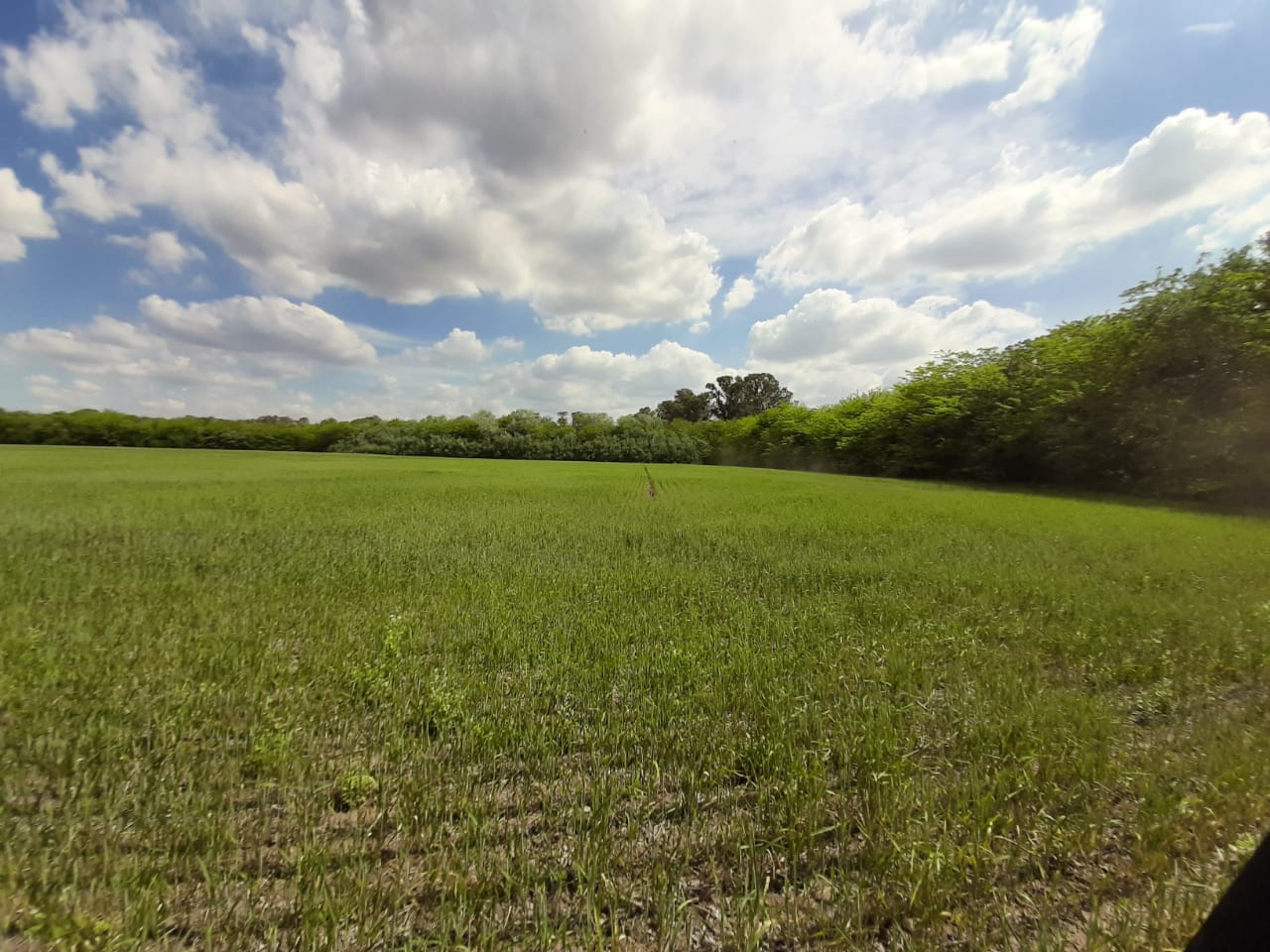 Campo Peyrano
